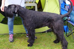 Schnauzer Age Balu, Deckrüde Siegen