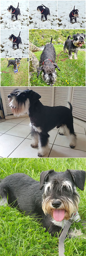 Riesenschnauzer vom Siegener Krönchen