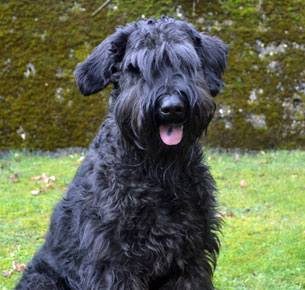 Nachwuchshündin Haikara Radinie