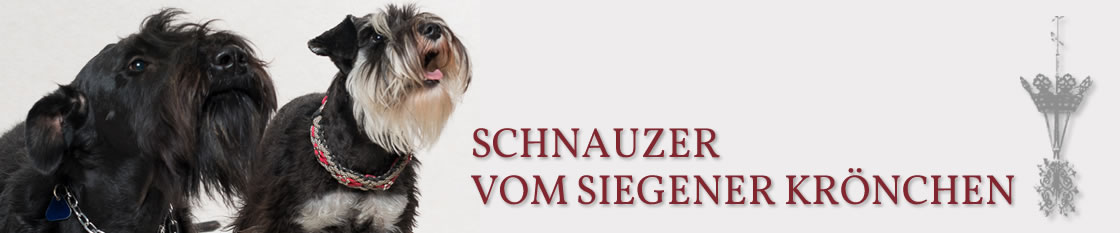 Schnauzer vom Siegener Krönchen
