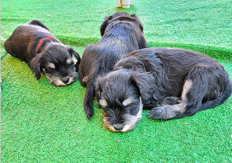 Schnauzer Welpen Siegen