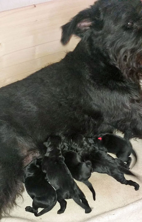 Schnauzer Welpen Siegen